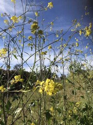 Ascot Hills Park by null