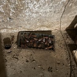 Zuz Realty - A tray of dead cockroaches next to the laundry machines