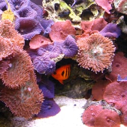 Aquascapes