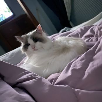 TrueCare for pets - Gigi at home cozy . She is under the care now by Dr Emily Chapalow - Veterinarians Near Me - Studio City, California TrueCare for pets - Gigi at home cozy . She is under the care now by Dr Emily Chapalow - Veterinarians Near Me - Studio City, California