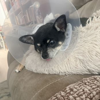Viking Veterinary Hospital - Elvis after his injection - Emergency Pet Hospital Near Me - Nampa, Idaho Viking Veterinary Hospital - Elvis after his injection - Emergency Pet Hospital Near Me - Nampa, Idaho