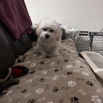 Elliotte's Pet Spa & Salon - Buttons says thank you Noelle ! - Pet Groomers Near Me - Durham, North Carolina Elliotte's Pet Spa & Salon - Buttons says thank you Noelle ! - Pet Groomers Near Me - Durham, North Carolina