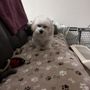Photo of Elliotte's Pet Spa & Salon
