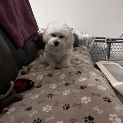 Elliotte's Pet Spa & Salon - Buttons says thank you Noelle !