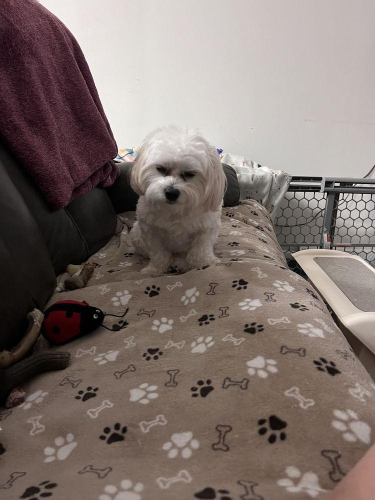 Elliotte's Pet Spa & Salon Image