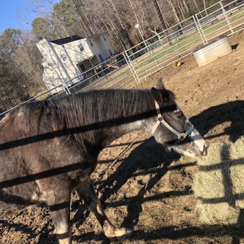 Mo's Carriages and Trail Rides - A horse named "Blue" - Horseback Riding Near Me - Billingsley, Alabama Mo's Carriages and Trail Rides - A horse named "Blue" - Horseback Riding Near Me - Billingsley, Alabama