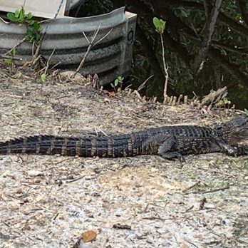 Lagoon Greenway - A small gator near one of the spillways on the trail. - Parks Near Me - Vero Beach, Florida Lagoon Greenway - A small gator near one of the spillways on the trail. - Parks Near Me - Vero Beach, Florida