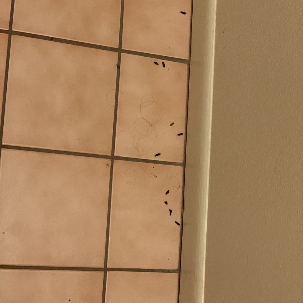 Mo-Ranch - Rat droppings - Recreation Centers Near Me - Hunt, Texas