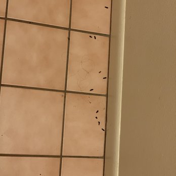 Mo-Ranch - Rat droppings - Recreation Centers Near Me - Hunt, Texas