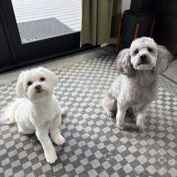 Modern Pet Mobile Grooming