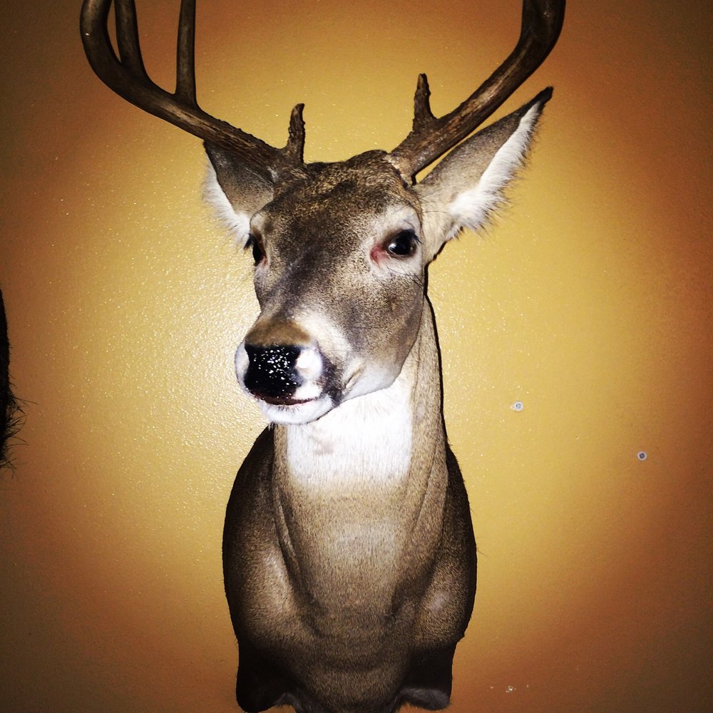 Lakota Legendary Taxidermy - taxidermy in Seguin, TX