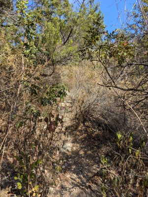 Mount Bonnell by null