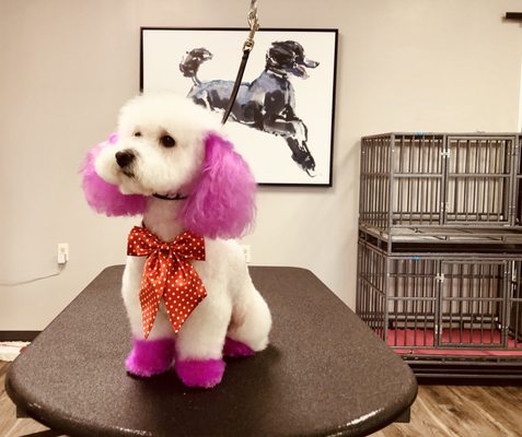 diggity dog pet salon