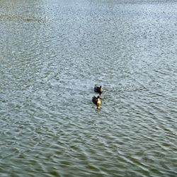 Francis Short Pond