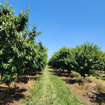 Alpine Blue Farms - Cherry Orchard - Pick Your Own Farms Near Me - Stockton, California Alpine Blue Farms - Cherry Orchard - Pick Your Own Farms Near Me - Stockton, California
