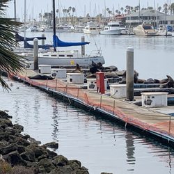 Peninsula Park - Seals "arfing" and fighting.