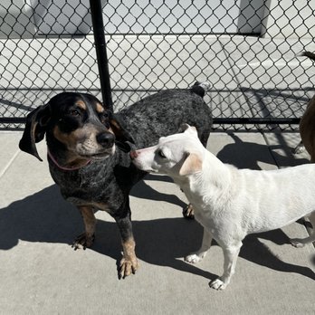PetSuites Fulshear - Playtime at PetSuites! - Pet Training Near Me - Fulshear, Texas PetSuites Fulshear - Playtime at PetSuites! - Pet Training Near Me - Fulshear, Texas