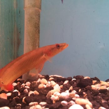 Tom's Tropical Fish - Pike - Local Fish Stores Near Me - Long Beach, California Tom's Tropical Fish - Pike - Local Fish Stores Near Me - Long Beach, California