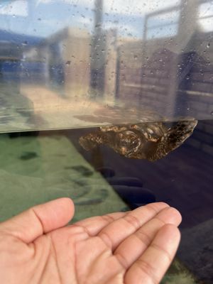 AQWA The Aquarium Of Western Australia by null