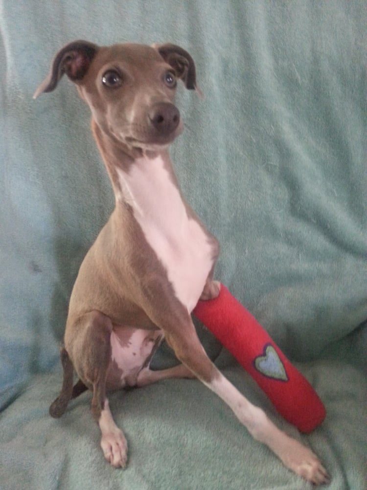 TRUPANION Updated September 2024 169 Photos & 1154 Reviews 6100 4th Ave S, Seattle