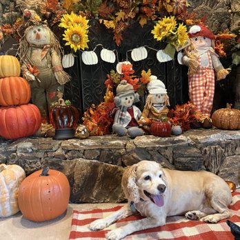 Pet Perfect Salon - This is Bucky. He's a cocker spaniel and his daddy has been coming to me to groom his baby for probably 2 years he likes him kept very short - Pet Groomers Near Me - Carrollton, Texas Pet Perfect Salon - This is Bucky. He's a cocker spaniel and his daddy has been coming to me to groom his baby for probably 2 years he likes him kept very short - Pet Groomers Near Me - Carrollton, Texas