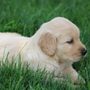 Photo of Golden Buddies