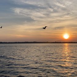 World Famous Boat Tours - Sunset and soaring Brown Pelicans
