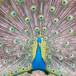 Peacocks just hanging out. Peacocks just hanging out.