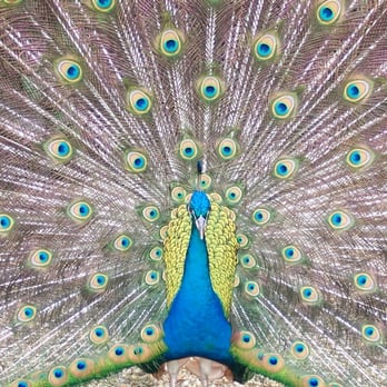 Rip Van Winkle Gardens - Peacocks just hanging out. - Venues & Event Spaces Near Me - New Iberia, Louisiana Rip Van Winkle Gardens - Peacocks just hanging out. - Venues & Event Spaces Near Me - New Iberia, Louisiana