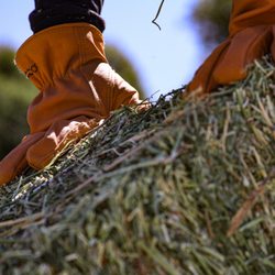 The Hay Boys