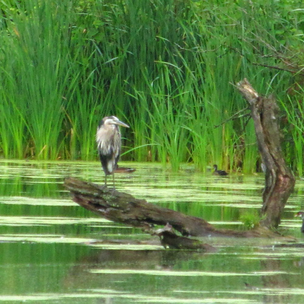 Crabtree Nature Center - Cool bird out on the marsh - Hiking Near Me - Barrington, Illinois Crabtree Nature Center - Cool bird out on the marsh - Hiking Near Me - Barrington, Illinois