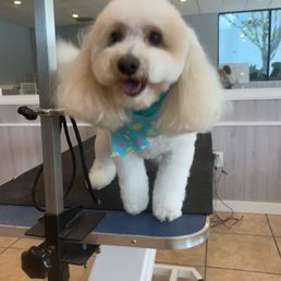 Crosby is very happy with his haircut!! Crosby is very happy with his haircut!!