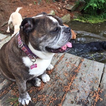 PawSitive Pets - Dog Walkers Near Me - Alexandria, Virginia
