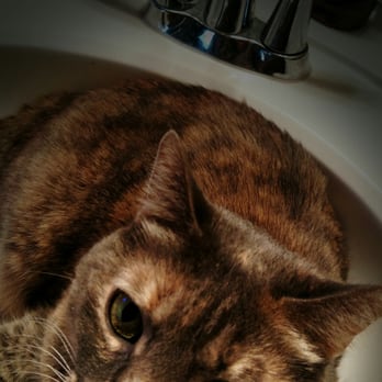 Animal Care Clinic - Veterinarians Near Me - Rosepine, Louisiana Animal Care Clinic - Veterinarians Near Me - Rosepine, Louisiana