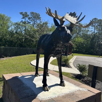 Royal Moose Coffee - Coffee & Tea Near Me - Middleburg, Florida Royal Moose Coffee - Coffee & Tea Near Me - Middleburg, Florida