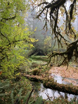 Hoh Rain Forest by null