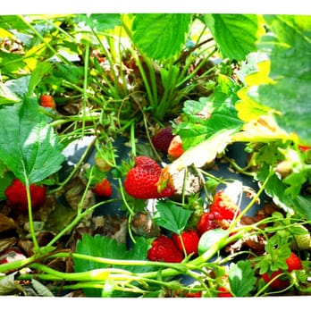 Cullipher Farm - Farmers Market Near Me - Virginia Beach, Virginia