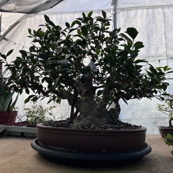 Yamaguchi Bonsai Nursery - Nurseries & Gardening Near Me - Los Angeles, California Yamaguchi Bonsai Nursery - Nurseries & Gardening Near Me - Los Angeles, California