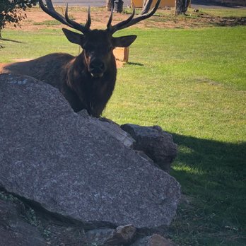 Murphy's Resort - Elk - Resorts Near Me - Estes Park, Colorado Murphy's Resort - Elk - Resorts Near Me - Estes Park, Colorado