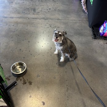Pet Supplies Plus Phoenix - Moon Valley - they have a bowl of water available to the dogs - Pet Stores Near Me - Phoenix, Arizona Pet Supplies Plus Phoenix - Moon Valley - they have a bowl of water available to the dogs - Pet Stores Near Me - Phoenix, Arizona