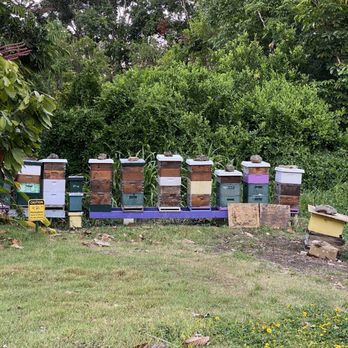 21 Degrees Estate - Actual beehives. - Tours Near Me - Kaneohe, Hawaii 21 Degrees Estate - Actual beehives. - Tours Near Me - Kaneohe, Hawaii
