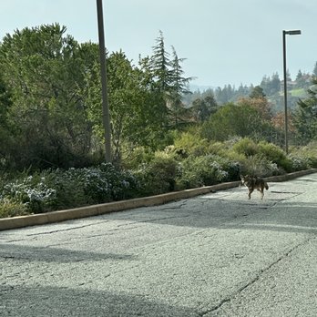 Sean Tamashiro Golf - Coyote - Golf Lessons Near Me - San Jose, California