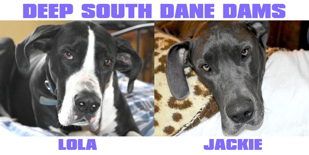 DEEP SOUTH DANES 606 County Rd 215, Abbeville, Mississippi Pet