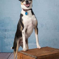 Feyheart Pet Photography