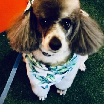 Puppyness Mobile Grooming - Phoebe ~ last groom before the pandemic shut-down of 2020 - Pet Groomers Near Me Puppyness Mobile Grooming - Phoebe ~ last groom before the pandemic shut-down of 2020 - Pet Groomers Near Me