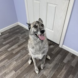 River Dog Grooming