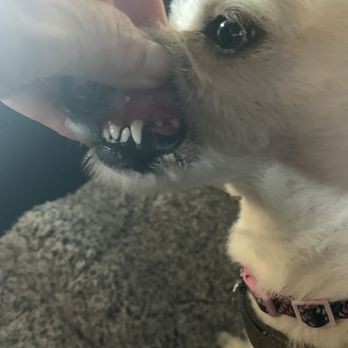 Amazing Small Animal Practice - Duzy after a successful teeth cleaning at Amazing Small Animal Practice in Gardena! Beverly & her amazing friendly staff are the best! - Veterinarians Near Me - Gardena, California