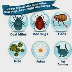 Cleaning Concept - These could be living in your mattress????
