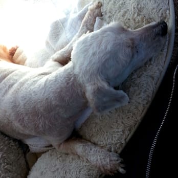 vca mission animal and bird