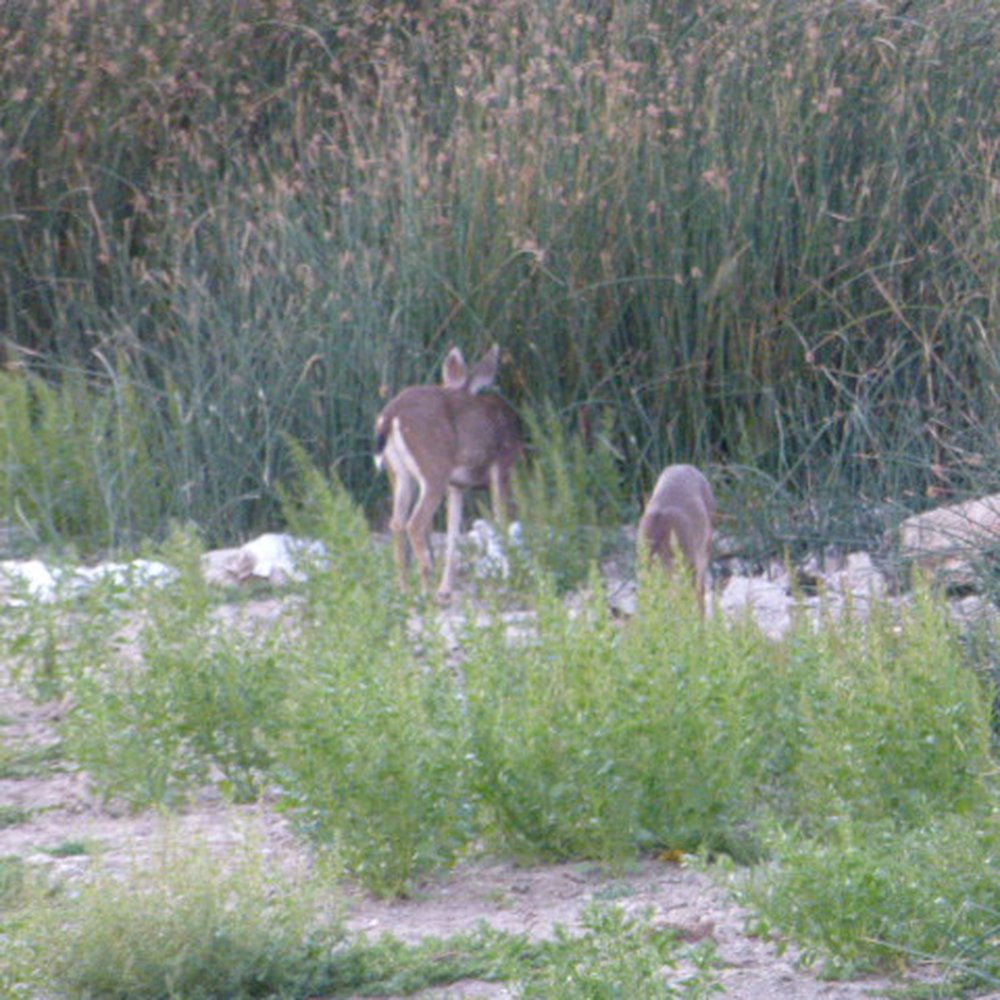 Featherbed Railroad - A doe and her baby. - Bed & Breakfast Near Me - Upper Lake, California